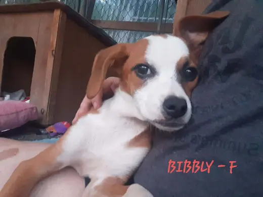 Bibbly (3mo, 13lbs)