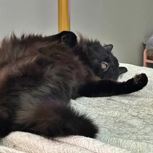 PAPA #1989 - Offered by Owner - Long Haired Senior