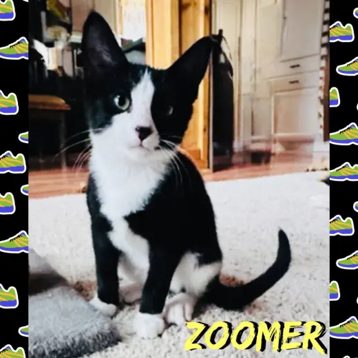 Zoomer