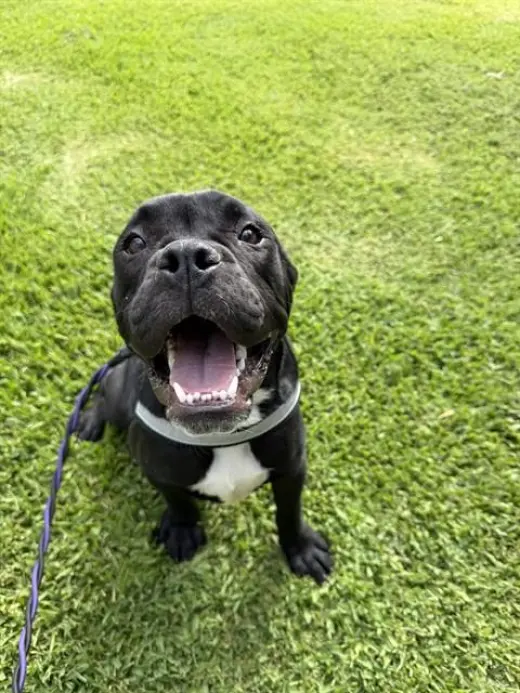 DIESEL