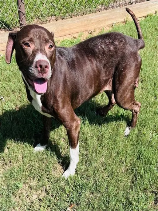 GRACIE