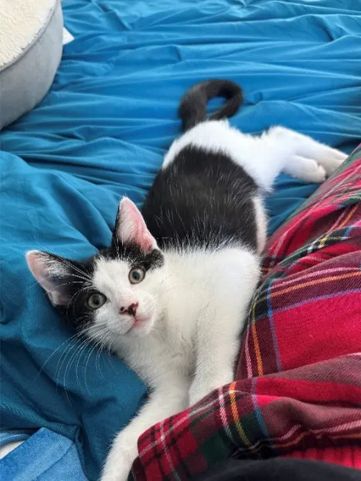 Goose, Willow Grove Area, (FCID 07/24/2026-127)