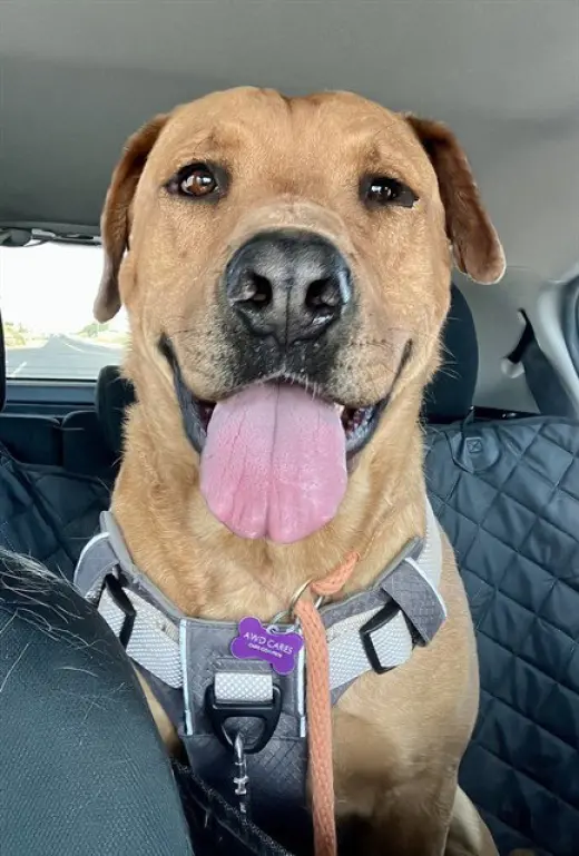 SCOOBY