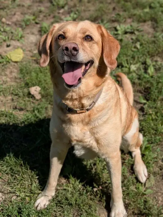 GINGER