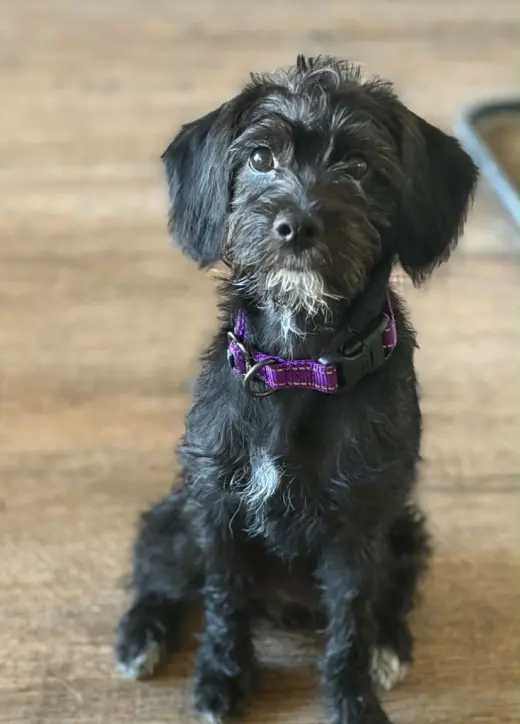 Daisy