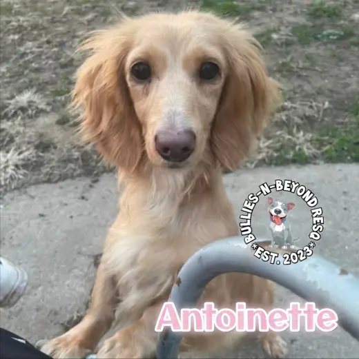 Antoinette