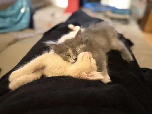 Yzma bonded w/Kronk