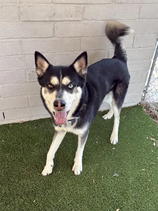 LOKI