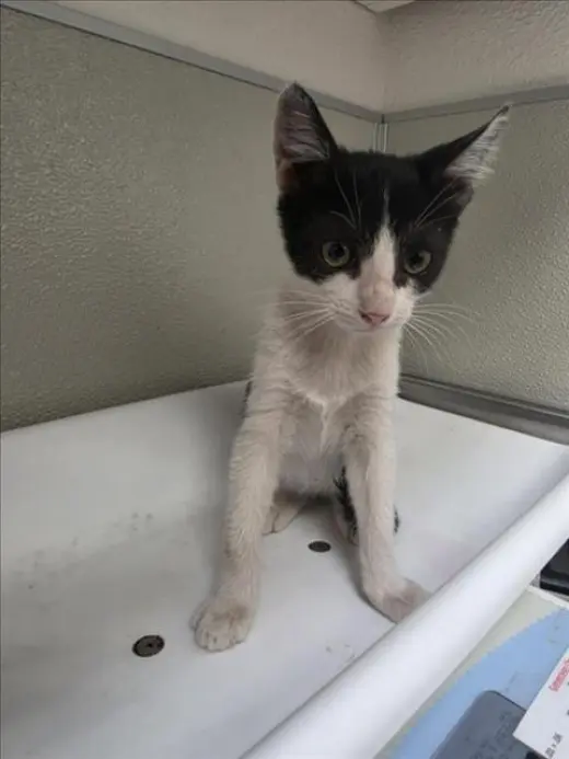 COCO