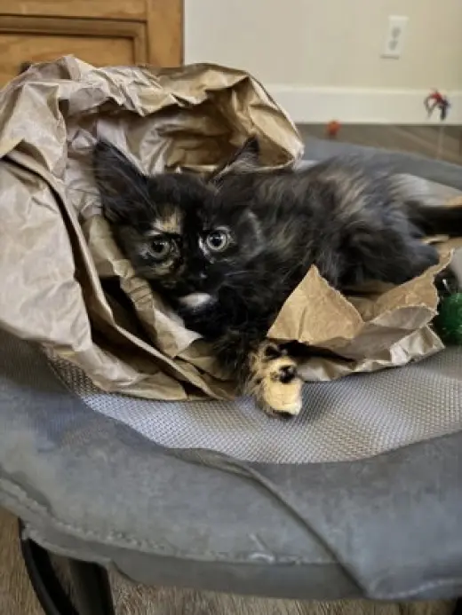 Cat Benetar