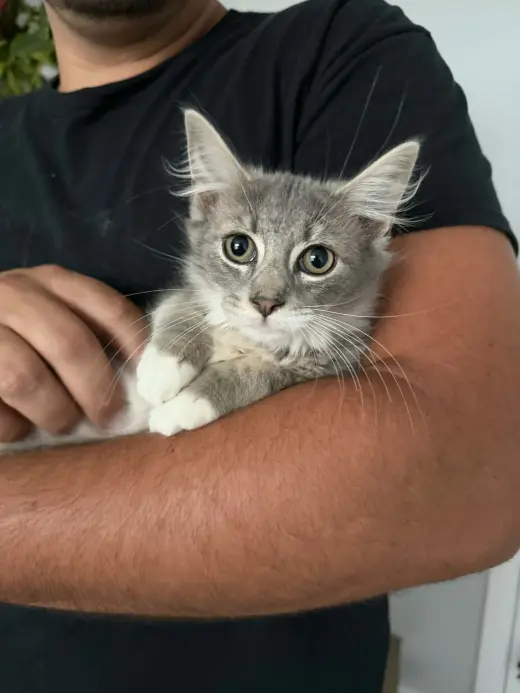 Rambo