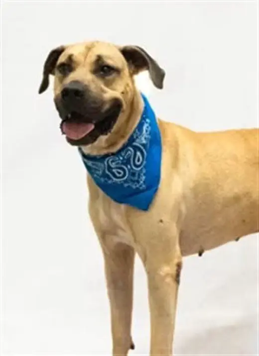 SCOOBY