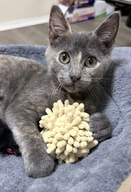 Jill (MUST BE ADOPTED W JENNA)