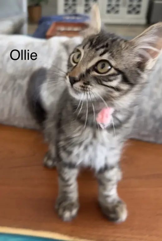 Ollie