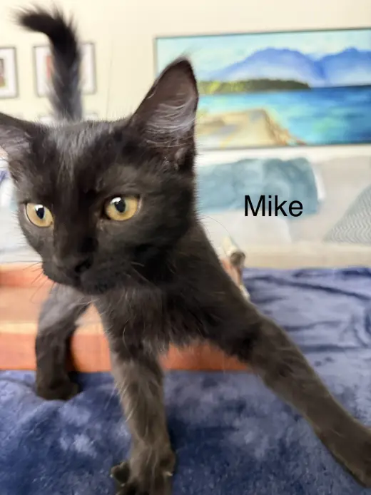 Mike