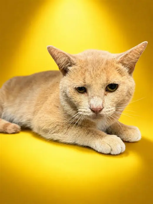 TOM