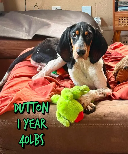 DUTTON