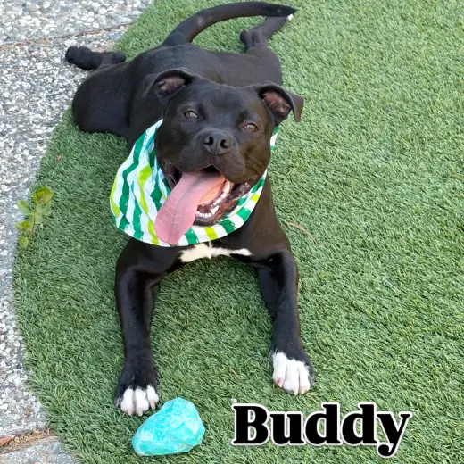 Buddy