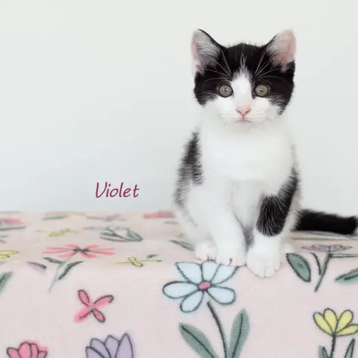 Violet