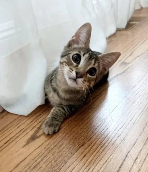 TABBY - 12 week old  playful kitten needs a friend