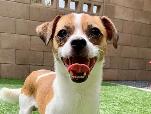 ROSCOE