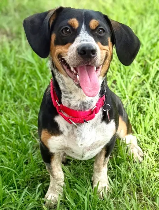 Dante