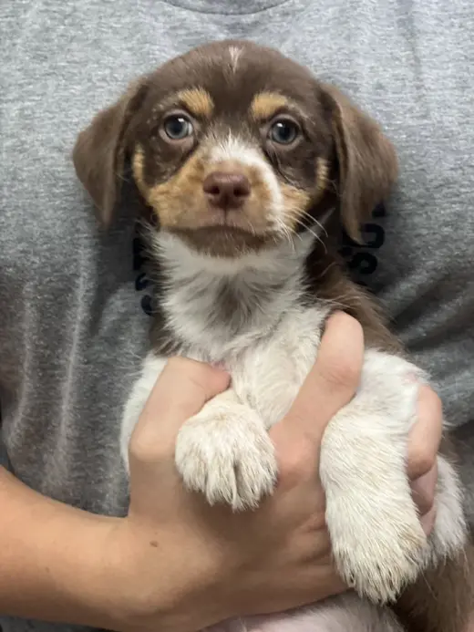 Tater