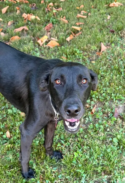 Marcie
