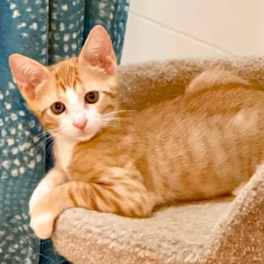 Cheddar