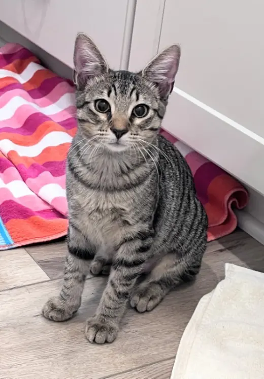 Zuzu