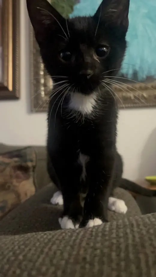 Luke Skywhisker