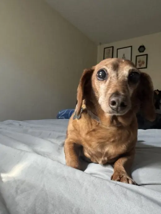 Frankie bonded with Harley - San Diego