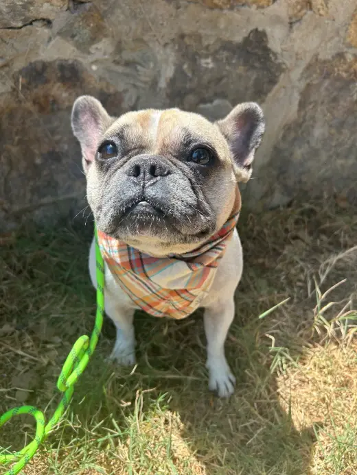 Petunia