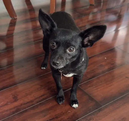 Chili