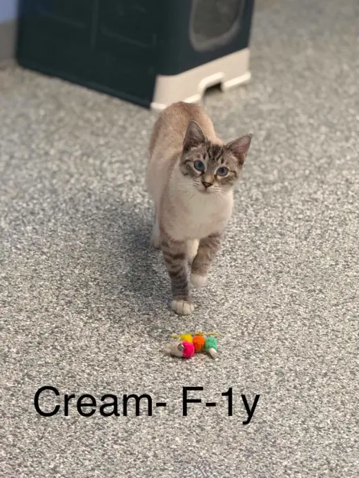Cream