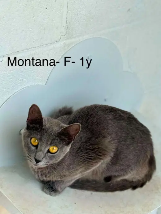 Montana
