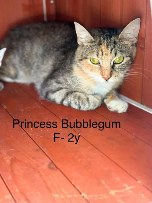 Princess Bubblegum