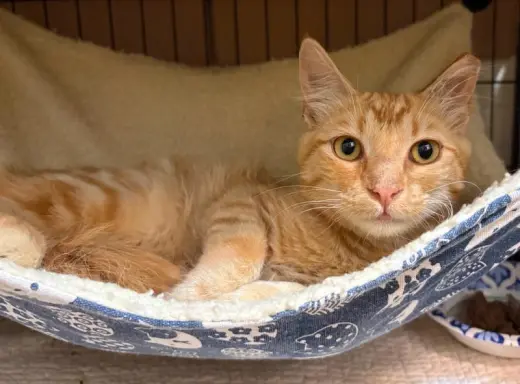 Purrseus