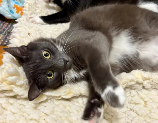 Milo