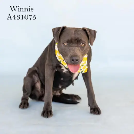 WINNIE