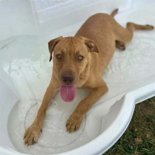 CANELO