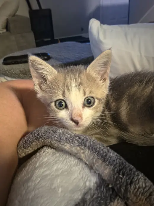 Finn