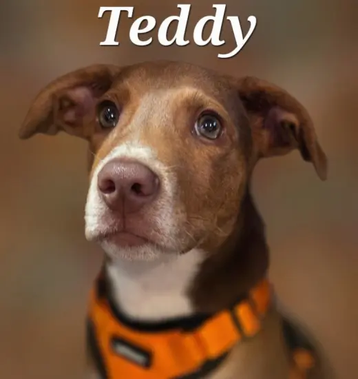 Teddy