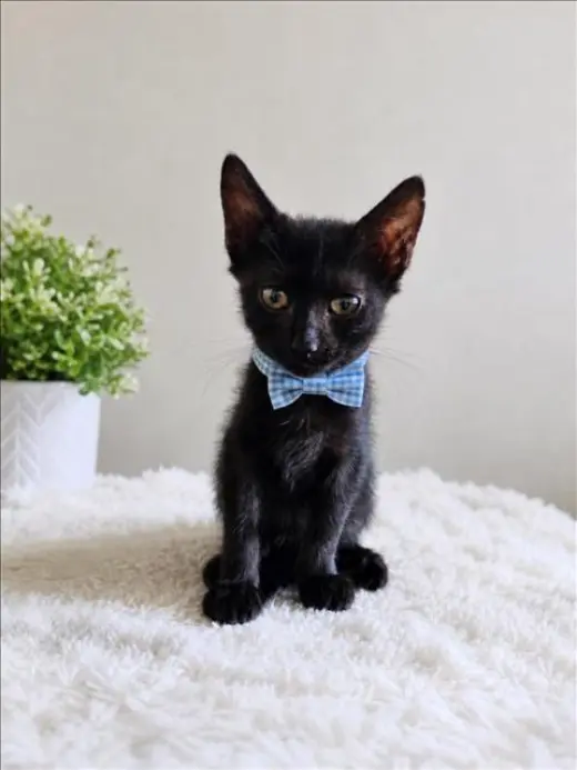 ASTRO