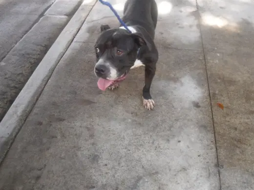 REX