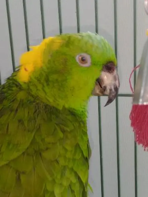 TJ