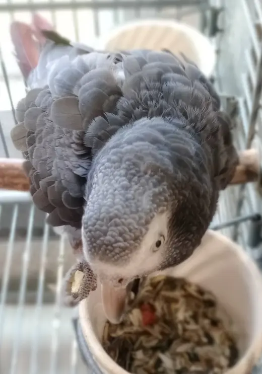 Ali