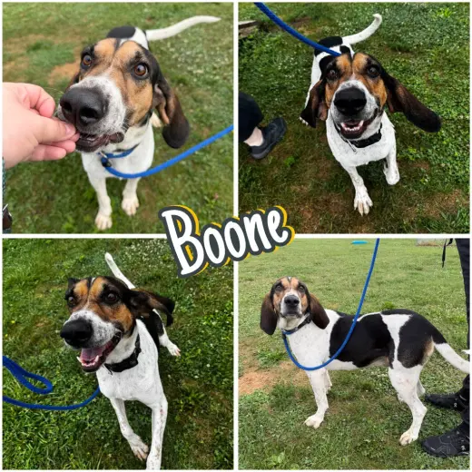 Boone