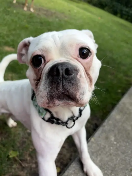 Diesel