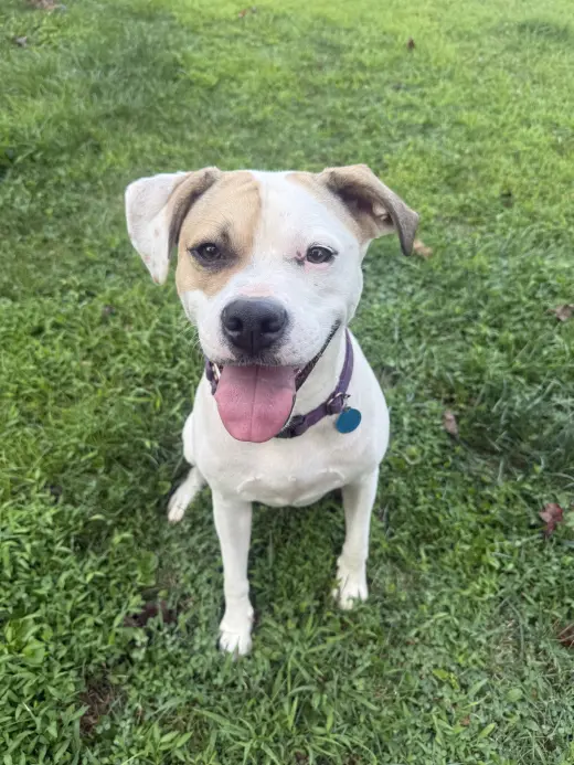 Buster - ADOPTED!